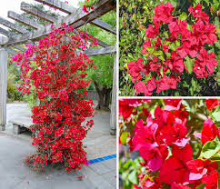 Image result for Bougainvillea