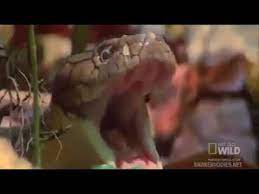 Simak videonya dan tinggalkan komentar fakta atau hoax. Bunyi Ular Tedung Selar By Nat Geo Wild Youtube