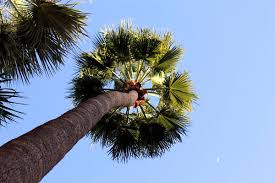 Image result for Washingtonia robusta