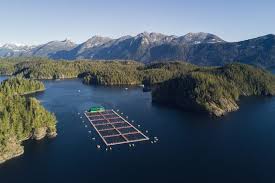 Help to lower farm risks. As Canada Dithers The World Moves On With Aquaculture Sea West News