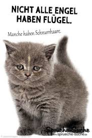 Nicht Alle Engel Haben Flugel Einige Haben Schnurrhaare Katzen In 2020 Spruche Katze Spruch Katze Baby Katzen