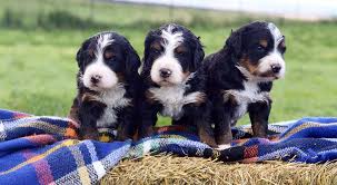If you are unable to find your bernedoodle puppy in our puppy for sale or dog for sale sections, please consider looking thru thousands of bernedoodle dogs for adoption. Bernedoodle Puppies By Mountain Blue Doodles In Utah Premium Breeder Of Bernedoodle Puppies