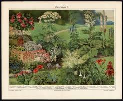 Maybe you would like to learn more about one of these? Antique Prints Moss Spore Sphagnum Flowers Meyers 1902 Pictura Antique Prints