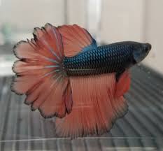 He's the second betta in the long line of babies. Live Betta Fish Rose Petal Male Beautiful Betta Fish Fish Betta
