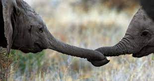 African Elephant Babies Pull As Hard As You Can Baby Elephants Playing Elephant Love African Elephant