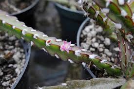 Only water once the top soil feels dry. Episode 85 Forest Cacti Part Two Propagation Plus Rhipsalis Lepismium And Hatiora Jane Perrone