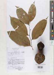 Image result for Panda oleosa