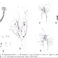 Image result for Erica pleiotricha