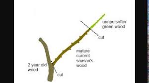 Cloning is one of the methods of propagation that most people use with out even knowing they are. How To Clone Trees From Cuttings Youtube