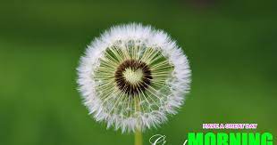 Morning Time Love Greetings With Dandelion Flowers Free Images Good Night Greetings Good Night Gif Good Morning Wishes