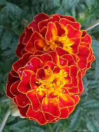 Orange flowers cut flowers pretty flowers growing marigolds marigold flower orange aesthetic birth flowers day of the dead flower photos. Marigolds Marigold Flower Beautiful Flowers Most Beautiful Flowers