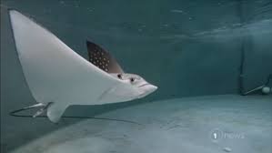 Weighing about 230 kg (about 507 lbs), it wings can grow as wide as 2.5 m (8 ft) and can reach up to 5 m (16 ft) in length with its tail. Freckle The Eagle Ray Gives Birth Through Rare Reproductive Process Despite Nine Years Alone 1 News Tvnz