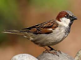 Check spelling or type a new query. House Sparrow Identification All About Birds Cornell Lab Of Ornithology