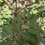 Image result for Grewia holstii