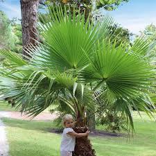 It will reach 7m in height in melbourne's conditions. Cotton Palm Washingtonia Robusta Yougarden