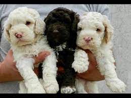 Tommy Smyth Has Puppies For Sale On Akc Puppyfinder Lagotto Romagnolo Puppies For Sale Lagotto Romagnolo Puppy