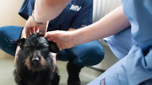 Pit bulls have an impression of being aggressive dog breeds as they have made fatal attacks on. Manchester Veterinary Specialists Temporomandibular Joint Luxation In Dogs Manchester Veterinary Specialists