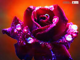 Flowers are one of the most attractive creations in the world. Most Beautiful Rose Flowers In The World Most Beautiful Ro Flickr