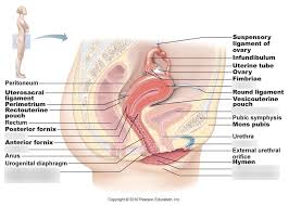 It is certainly the most widely studied structure the world over. Female Lower Body Section View Pt 1 Diagram Quizlet
