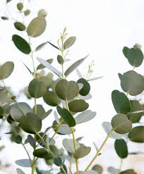 Eukalyptus Pflanzen Hangepflanzen Gartencenter