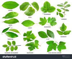 Free download most of the other stuff, geeks like us love, but the average consumer does not know anything about them. Collection Of Green Leaves Of Fruit And Berry Shrubs And Trees Tree Leaf Identification Leaves Leaf Identification