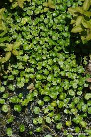 Image result for Hydrocotyle ranunculoides