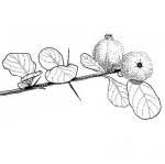 Image result for Catunaregam obovata