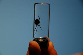 Latrodectus apicalis, the galapagos black widow. Botulinum Toxin The Definitive Guide Biology Dictionary