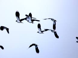 Là, notre oiseau huppé se joint à cette joyeuse équipe ! Le Vanneau Huppe Quel Est Cet Animal