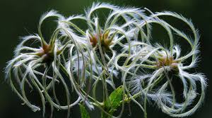 • this clematis has fragrant creamy white flowers. Traveller S Joy Clematis Vitalba Woodland Trust