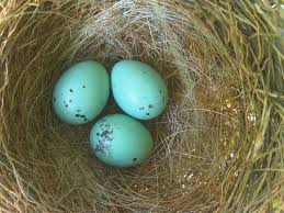 Birds That Lay Eggs On The Ground Ontario Long Life Love Peace And Happiness Blue Jay Eggs Blue Art Bird Photo