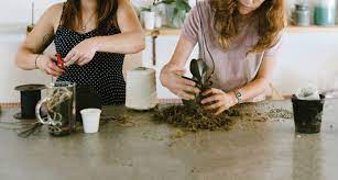 Orchid Care Guide | Proflowers