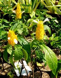 Image result for Pachystachys