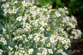 Image result for Crambe