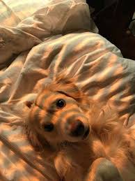 Proof Dogs Are Too Good For Us On We Heart It El Perro Que Acaba De Dejar A Su Madre Ve Al Dueno Como Su Mejo In 2020