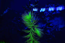 Image result for Ceratophyllum submersum