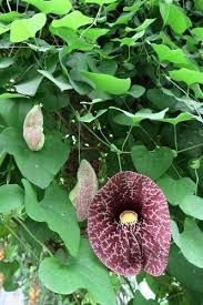 Image result for Aristolochia heppii