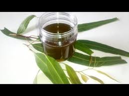 Eucalyptus oil should be applied to hair before bathing and should keft on just for an hour. Eucalyptus Oil How To Make Eucalyptus Oil For Hair Skin Cold Eucalyptus Oil Benefits Uses Youtube