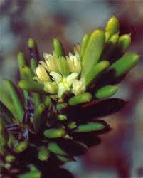 Image result for Buxus acutata