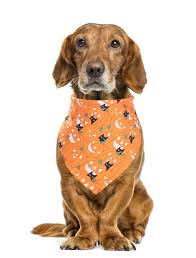Bandanas with your dog's name. Dog Halloween Bandana Personalized Dog Bandanas