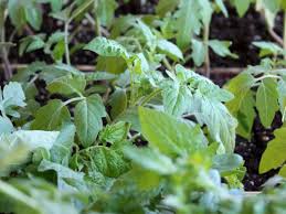 Nos recommandations vous aideront à développer une culture saine et à obtenir un rendement élevé.pour. Quand Semer Les Tomates