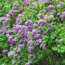 Google Image Result For Http Ecowomen Files Wordpress Com 2010 05 Lilac2 Jpg Lilac Tree Lilac Bushes Trees To Plant