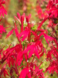 Image result for Lobelia rubescens