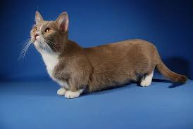 Just to remind ourselves, the munchkin cat breed started, in rayville, louisiana, usa when sandra hochenedel found two cats that looked like ferrets under a pick up truck trying to escape a. Munchkin Cat Breed Animals Library