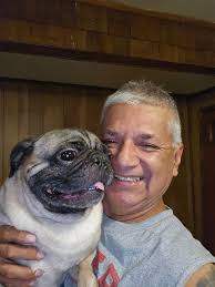 Good night pug family gizmo jr