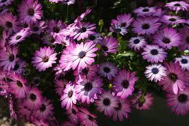 Image result for Osteospermum ecklonis