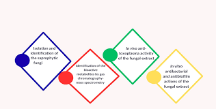 Image result for Multidentia sp. A