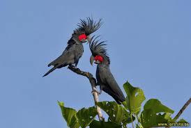 We did not find results for: 7 Burung Termahal Di Dunia Dan Harganya Seharga Mobil