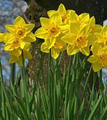 Top 25 Most Beautiful Daffodil Flowers Daffodil Flower Daffodil Gardening Daffodils