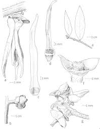 Image result for Dielsiothamnus divaricatus